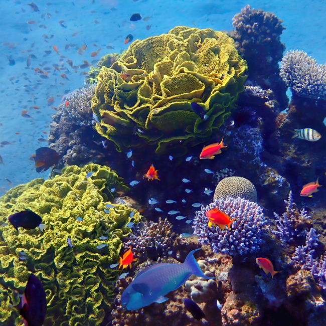 How to protect our marine ecosystems